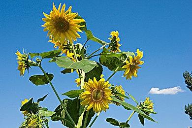 索尼确认PS+Premium的PS3游戏不支持DLC